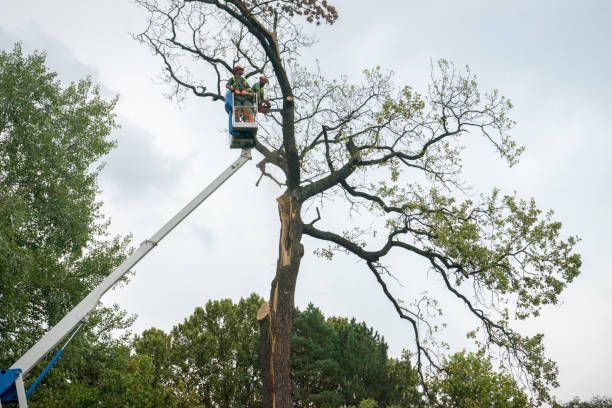 How Our Tree Care Process Works  in  South Jordan, UT